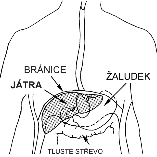 Ztučnělá játra