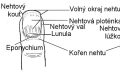 Co znamenají hrbolaté nehty