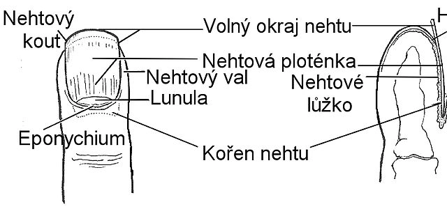 Co znamenají hrbolaté nehty