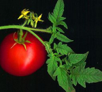 Pěstování rajčat na balkóně